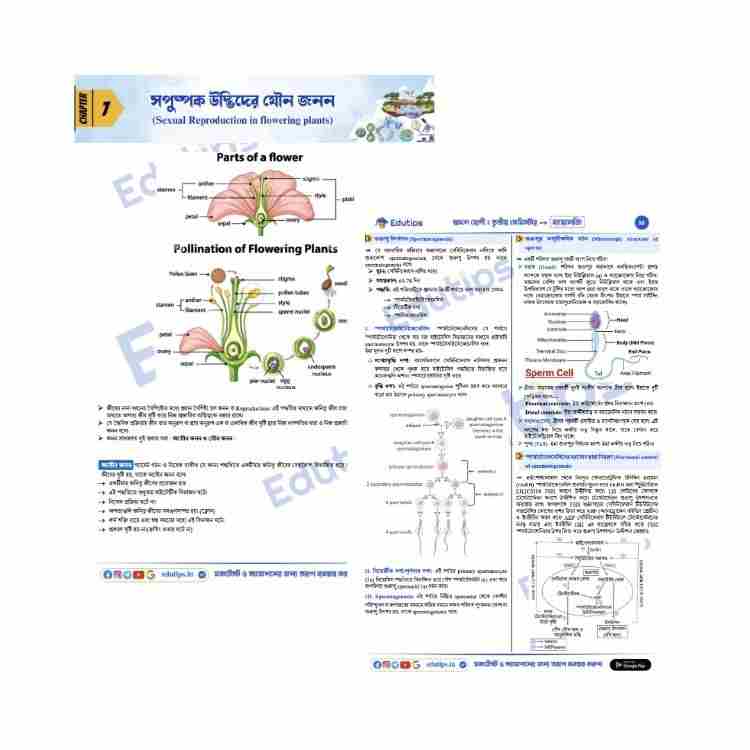 HS Class 12 3rd Semester Biology MCQ Master Class Suggestion Notes তৃতীয় সেমিস্টার বায়োলজি PDF 3 WB Class 12 Semester 3 Biology Notes